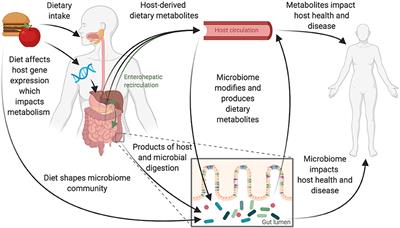 A Guide to Diet-Microbiome Study Design